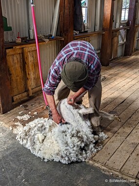The sheep's shorn wool totally hides the sheep by now