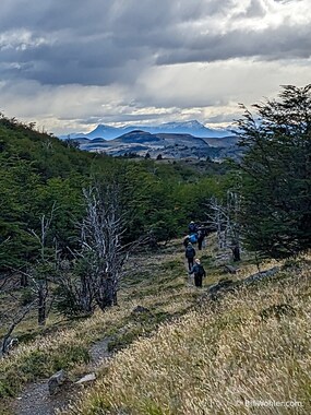 Hiking through another lenga forest
