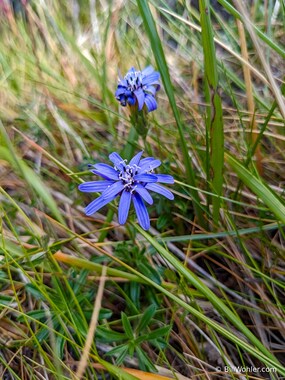 Fuegian edelweiss (Perezia magellanica)