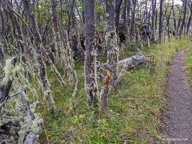 Cool lichen