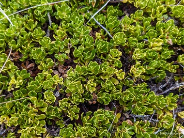 Christmas bush (Baccharis magellanica)