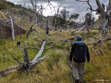 A fire recently ravaged this forest, and since it is not fire-adapted, will take a long time to recover