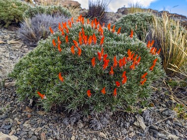 Mataguanaco (Anarthrophyllum desideratum)