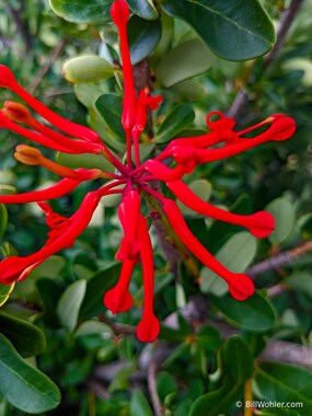 Chilean fire bush (Embothrium coccineum)