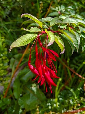 Hardy fuchsia (Fuchsia magellanica)