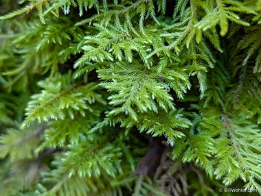 Dendroalsia moss (Dendroalsia abietina) grew thickly on the trees on part of the hike