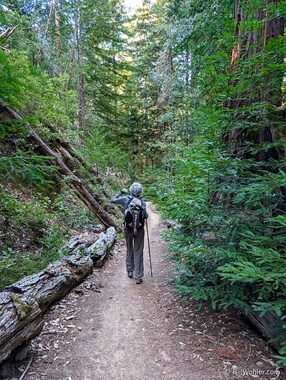 Lori on the trail in the redwoods