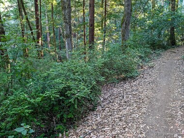 Lots of huckleberry (Vaccinium ovatum) on the trail!