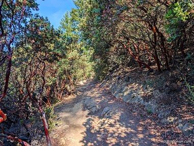 The redwood forest gave way to a short strip of brittleleaf manzanita (Arctostaphylos crustacea)