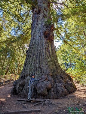 Lori appreciates the Methuselah tree (https://openspacetrust.org/blog/old-growth-redwood/)