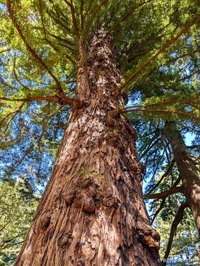 The Methuselah tree (https://openspacetrust.org/blog/old-growth-redwood/) is over 1,800 years old