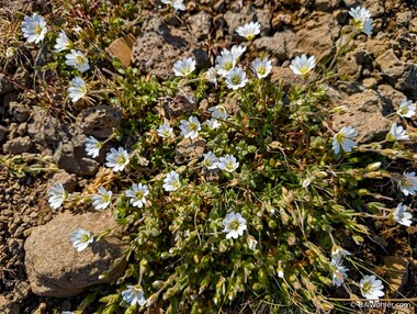 Alpine mouse-ear (Cerastium alpinum)