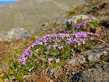 Moss campion (Silene acaulis)