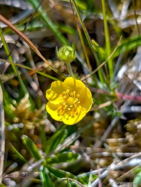 Alpine cinquefoil (Potentilla crantzii)