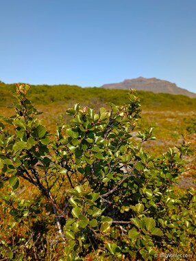 The dwarf birch (Betula nana) looks like the beech that we saw in Patagonia
