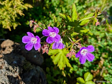 Wood crane's-bill (Geranium sylvaticum)