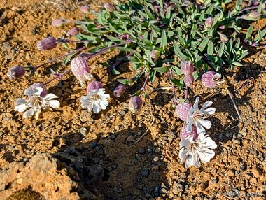 Sea campion (Silene uniflora)