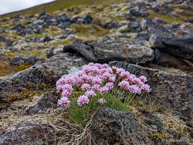 Sea thrift (Armeria maritima)