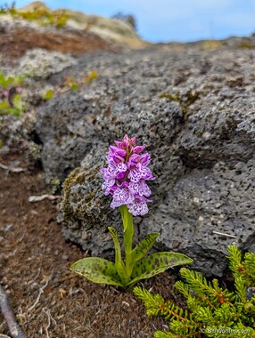 Heath spotted orchid (Dactylorhiza maculata)