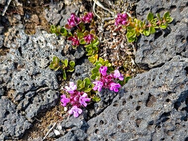 Mother of thyme (Thymus praecox)