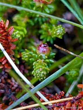 Black crowberry (Empetrum nigrum)