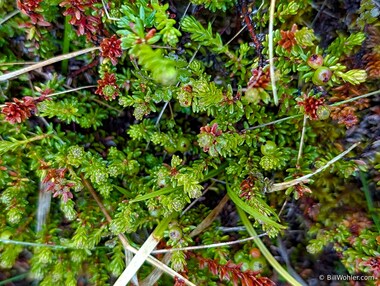 Black crowberry (Empetrum nigrum)