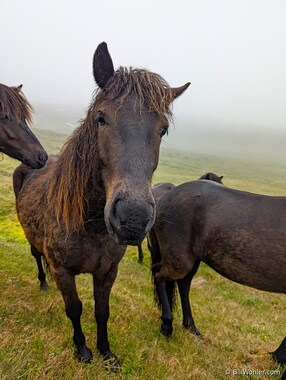 Another horse says hello
