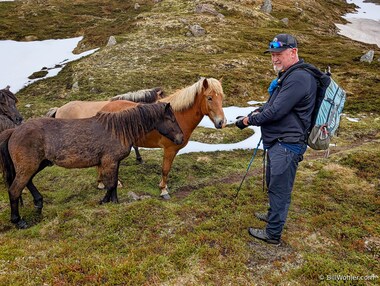 The horses ask J&oacute;n if it would be OK if they joined us on the hike