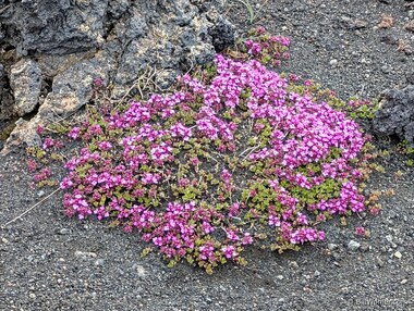 Mother of thyme (Thymus praecox)