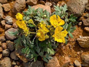 Creeping buttercup (Ranunculus repens)
