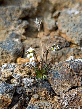 Common whitlowgrass (Draba verna)
