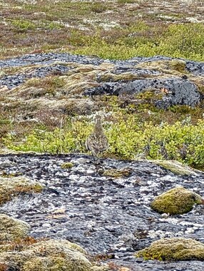 European golden plover (Pluvialis apricaria)