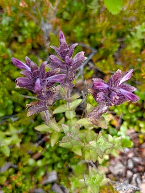 Velvetbells (Bartsia alpina)