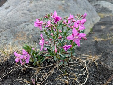 Dwarf fireweed (Chamaenerion latifolium)