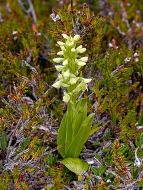 Leafy northern green orchid (Platanthera hyperborea)