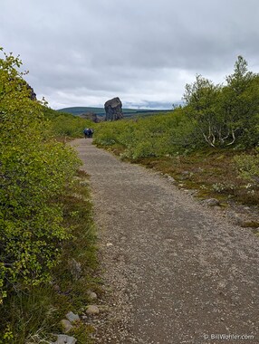 The dwarf birch (Betula nana) along the trail to another interesting rock formation