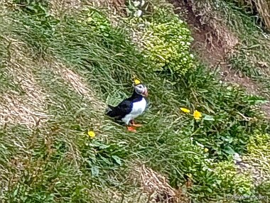 On the way to the hotel, we're treated to a (distant) view of Atlantic puffins (Fratercula arctica)