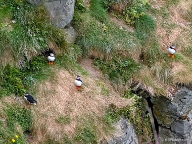 Atlantic puffin (Fratercula arctica)