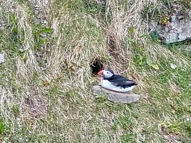 Atlantic puffin (Fratercula arctica)