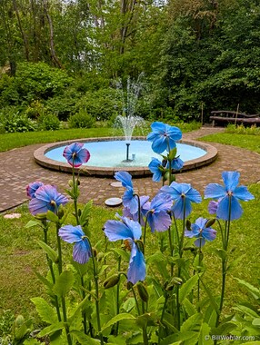 Akureyri Botanical Garden