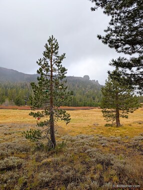 A tree is whimsically adorned with ornaments with the meadow and Two Sentinels beyond