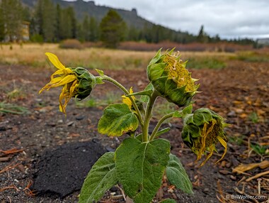 We were amazed to see wildflowers in October starting with this common sunflower (Helianthus annuus)