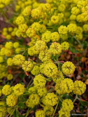 Sulfur buckwheat (Eriogonum umbellatum)