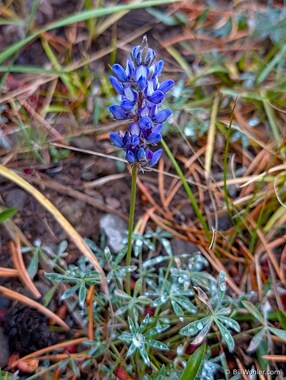 Brewer's lupine (Lupinus breweri)