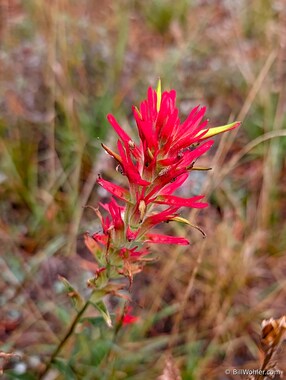 Wyoming paintbrush (Castilleja linariifolia)
