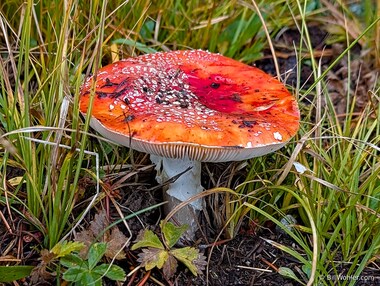 Fly agaric (Amanita muscaria)