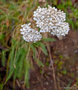 Common yarrow (Achillea millefolium)