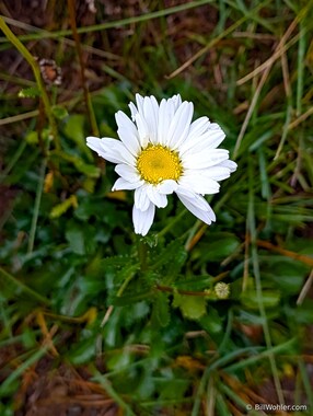 The invasive oxeye daisy (Leucanthemum vulgare)