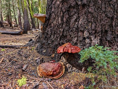 These west coast reishi (Ganoderma oregonense) are fairly large!