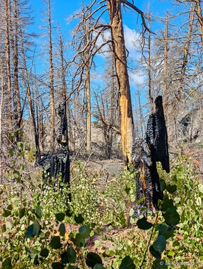 Burnt trees from the Caldor Fire in 2021 yield to new growth